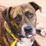 Pet of the Week